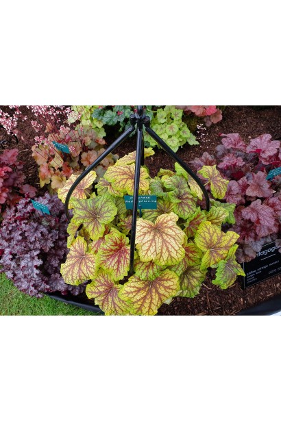 Гейхера гібридна Ред Лайт посадка